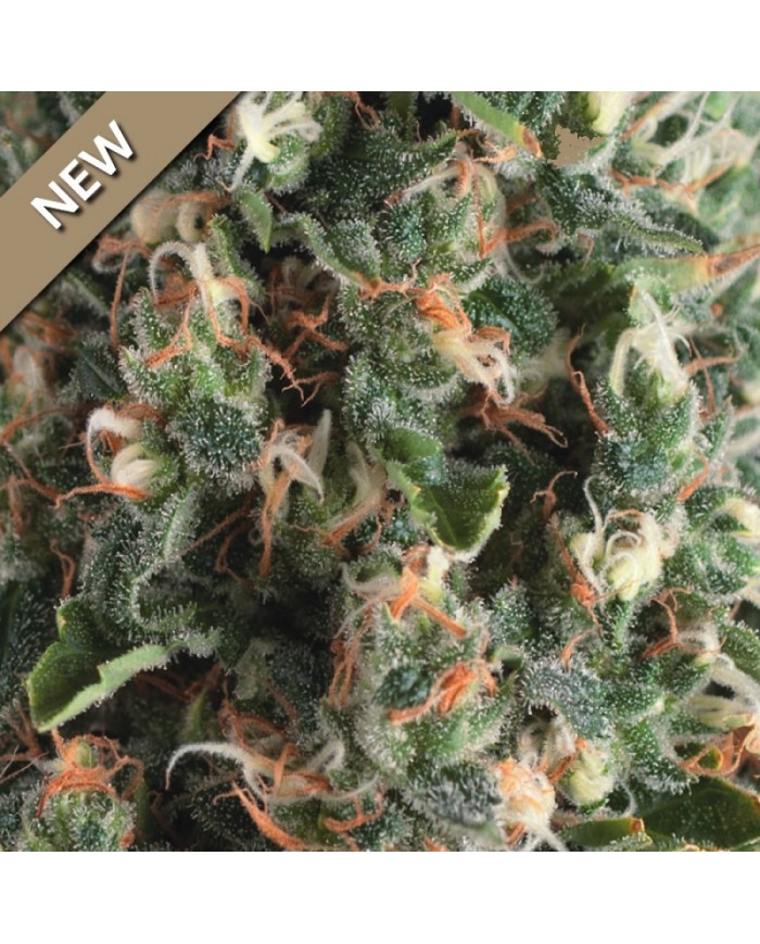 AUTO SUPER OG KUSH (3U+1) - PYRAMID SEEDS