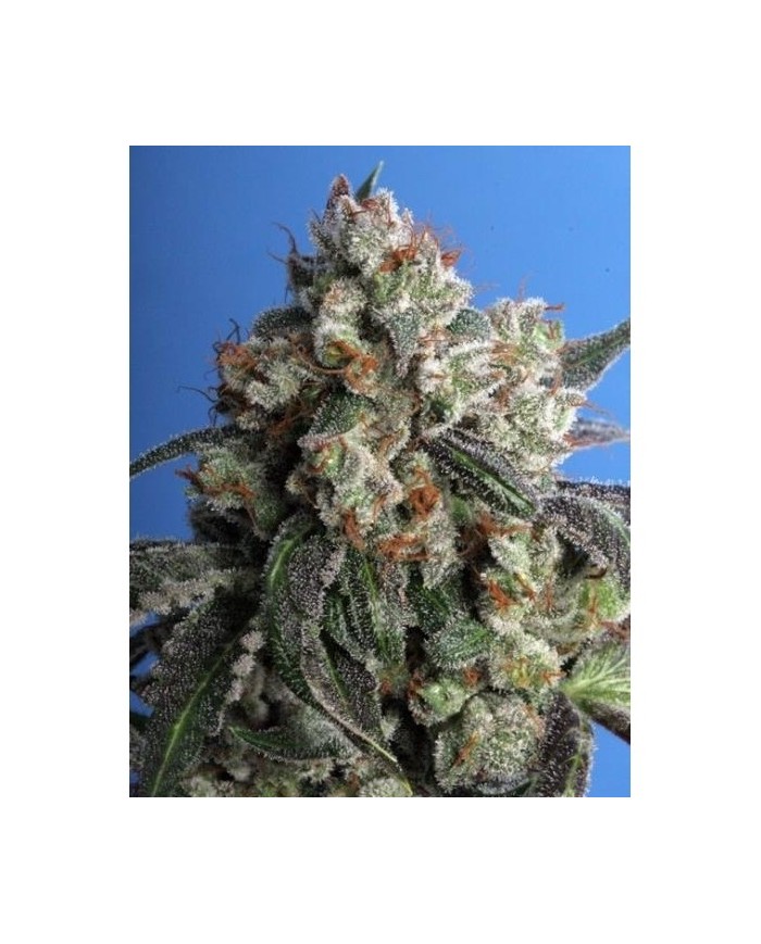 BURMESE KUSH (5U) - TH SEEDS