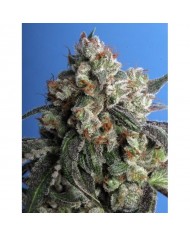 ALL KUSH (3U) - PARADISE SEEDS