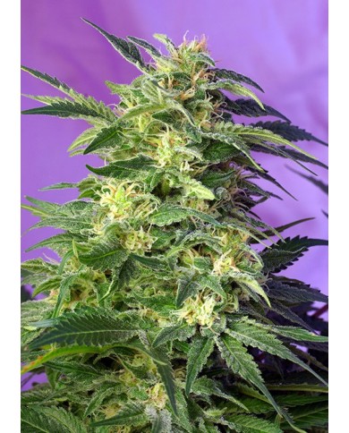 KILLER KUSH AUTO (3U+1) - SWEET SEEDS