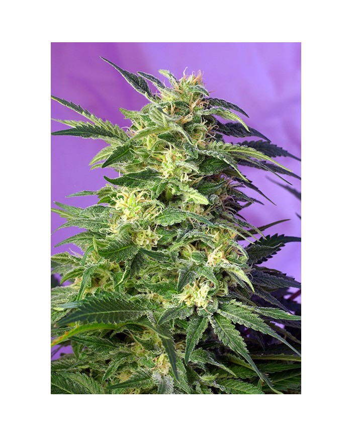 KILLER KUSH AUTO (3U+1) - SWEET SEEDS