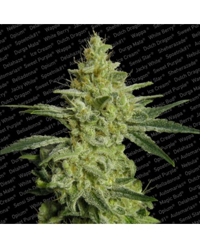 ALL KUSH (3U) - PARADISE SEEDS