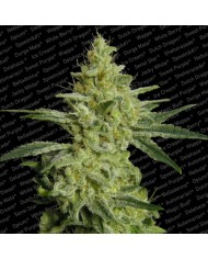 ALL KUSH (3U) - PARADISE SEEDS
