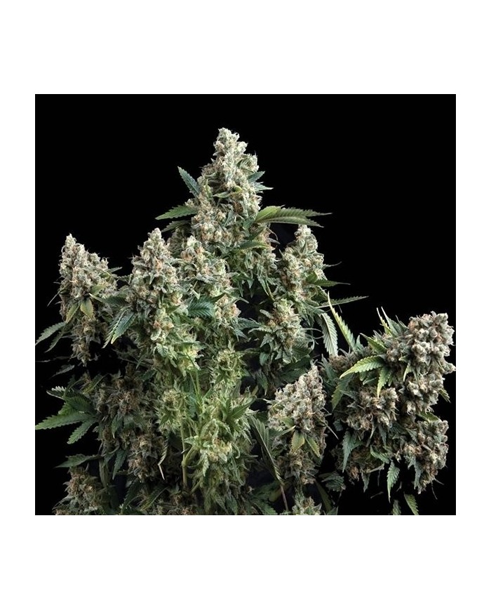 AUTO TUTANKHAMON (3U+1) - PYRAMID SEEDS