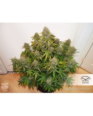 AUTO BROOKLYN SUNRISE (3U) - DUTCH PASSION