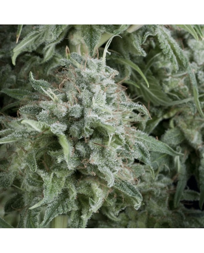 AUTO ANUBIS (3U+1) - PYRAMID SEEDS
