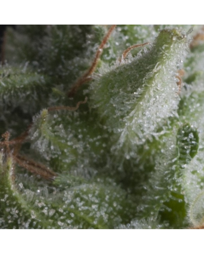 AUTO SHARK (3U+1) - PYRAMID SEEDS