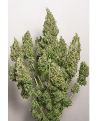 AUTO MAZAR (3U) - DUTCH PASSION