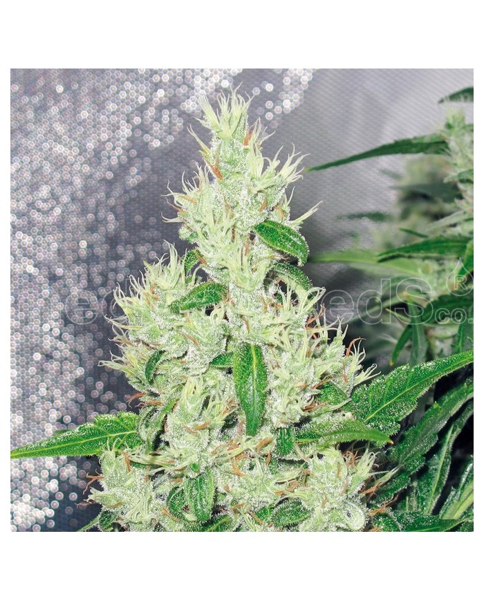 Y GRIEGA (3U) - MEDICAL SEEDS