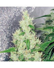 Y GRIEGA (3U) - MEDICAL SEEDS