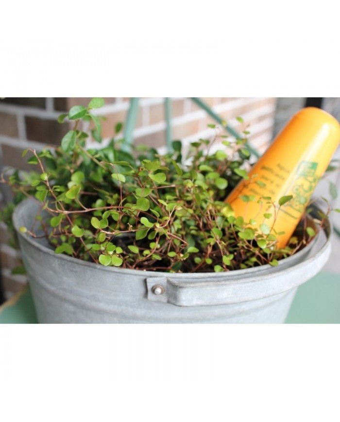 CHUPIPLANT 160 ML