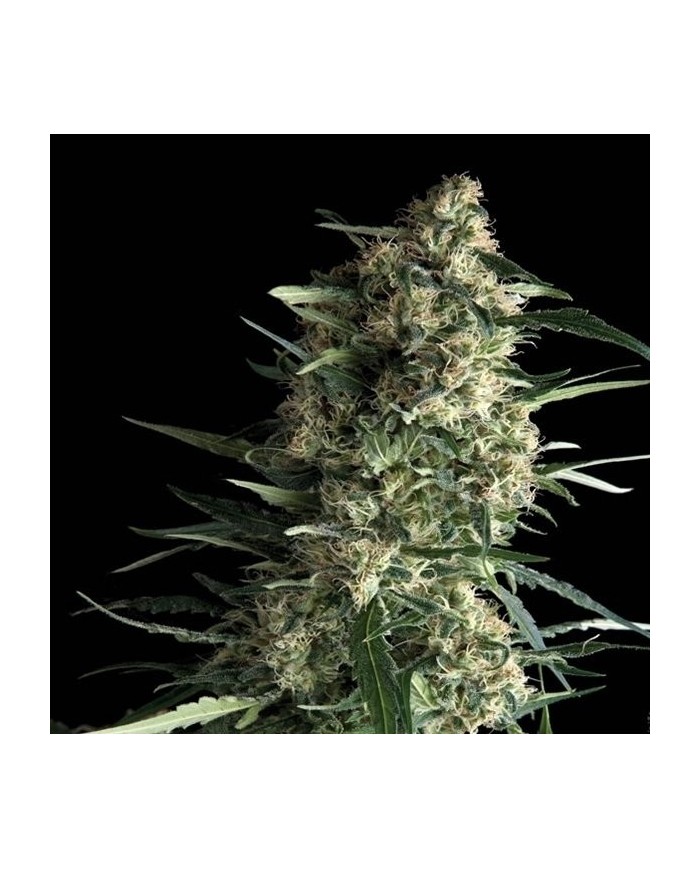 AUTO GALAXY (3U+1) - PYRAMID SEEDS