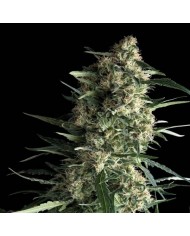 AUTO GALAXY (3U+1) - PYRAMID SEEDS