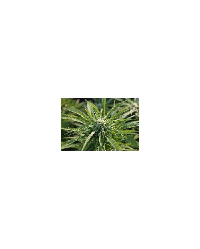 H.D.P (3U) - TRIP SEEDS