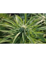 H.D.P (3U) - TRIP SEEDS