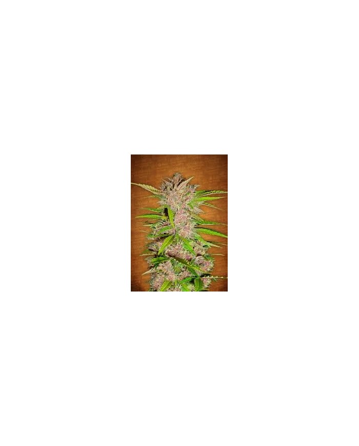 FASTBERRY (3U) - FASTBUDS