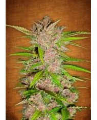 FASTBERRY (3U) - FASTBUDS