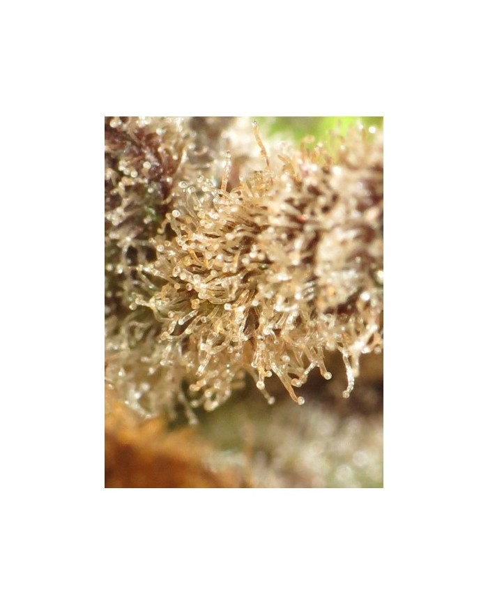 DEEP KUSH (3U) - TRIP SEEDS
