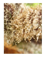 DEEP KUSH (3U) - TRIP SEEDS