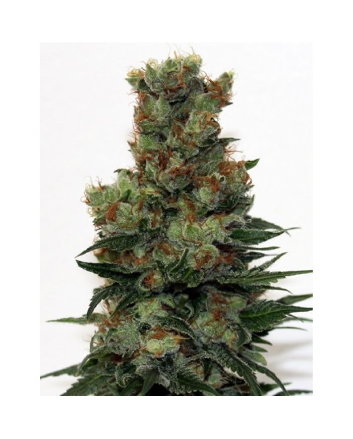 RIPPER BADAZZ (3U)  - RIPPER SEEDS