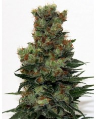 RIPPER BADAZZ (3U)  - RIPPER SEEDS