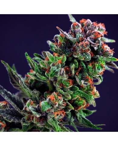 RASPBERRY COOKIES (3U) - 420 SEEDS