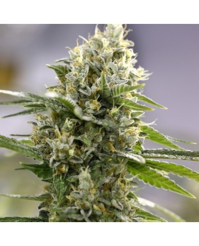 MOBY-D XXL AUTO (2U) - BSF SEEDS