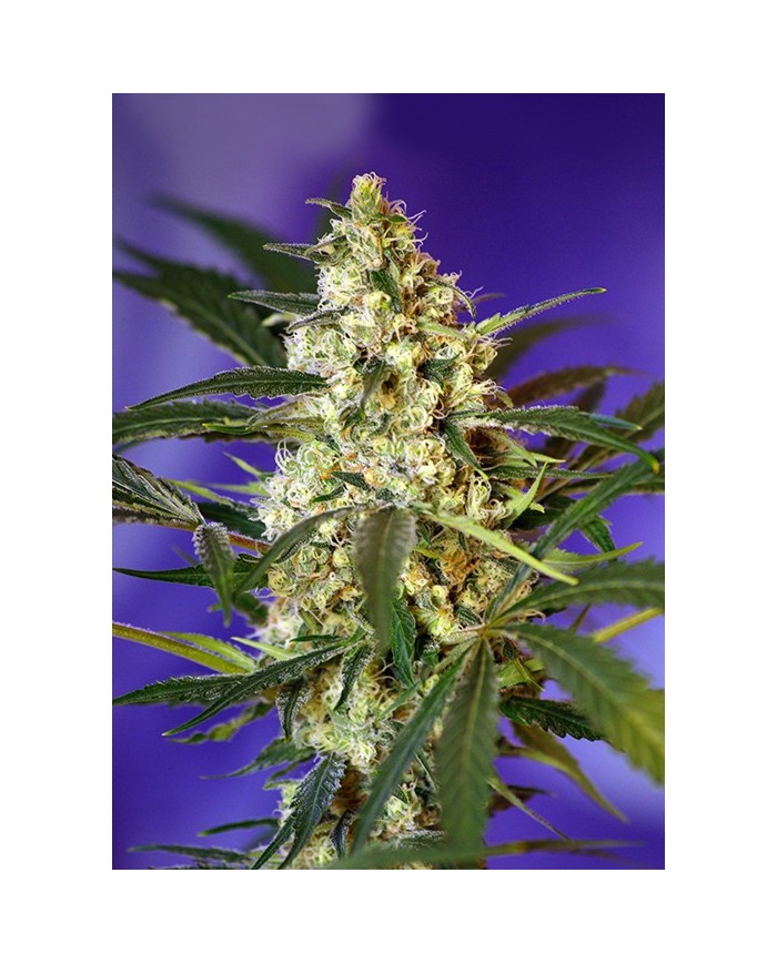 AUTO FAST BUD 2 (3U+1) - SWEET SEEES