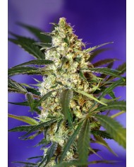 AUTO FAST BUD 2 (3U+1) - SWEET SEEES