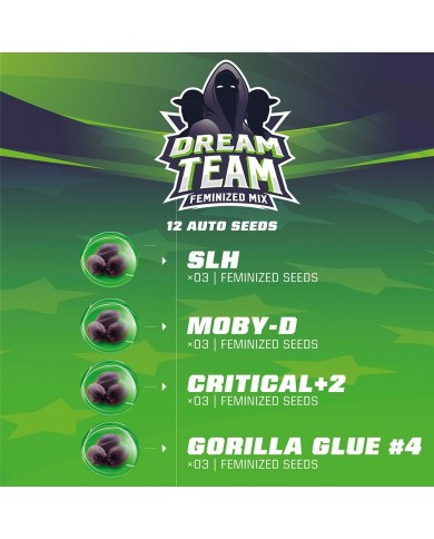 DREAM TEAM FEMINIZED (12U) - BSF SEEDS