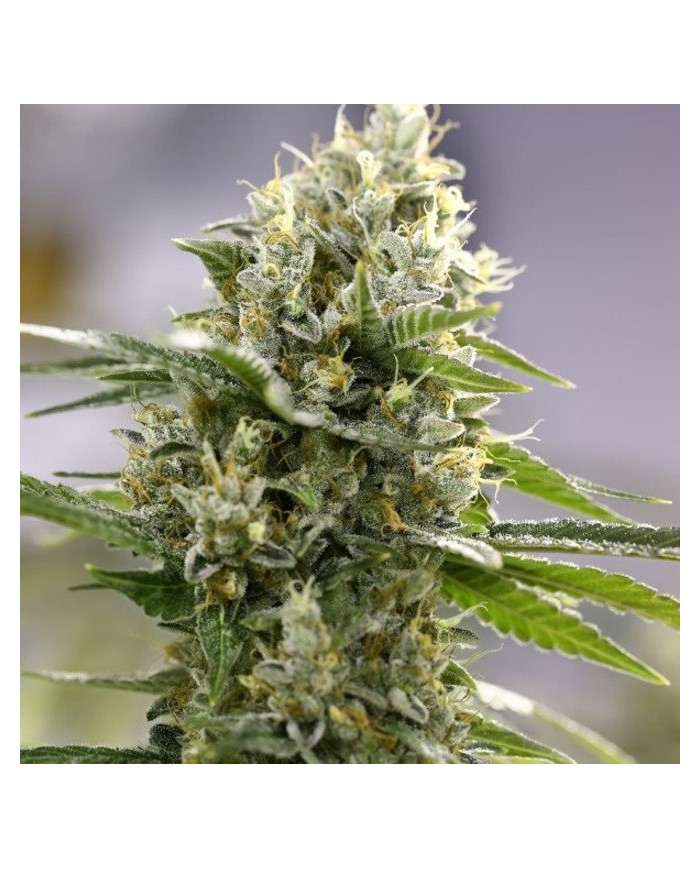 MOBY-D XXL AUTO (4U) - BSF SEEDS