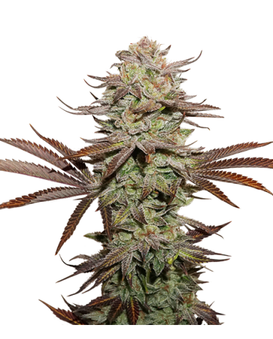 STICKY FINGERS (3U) - SEED STOCKERS