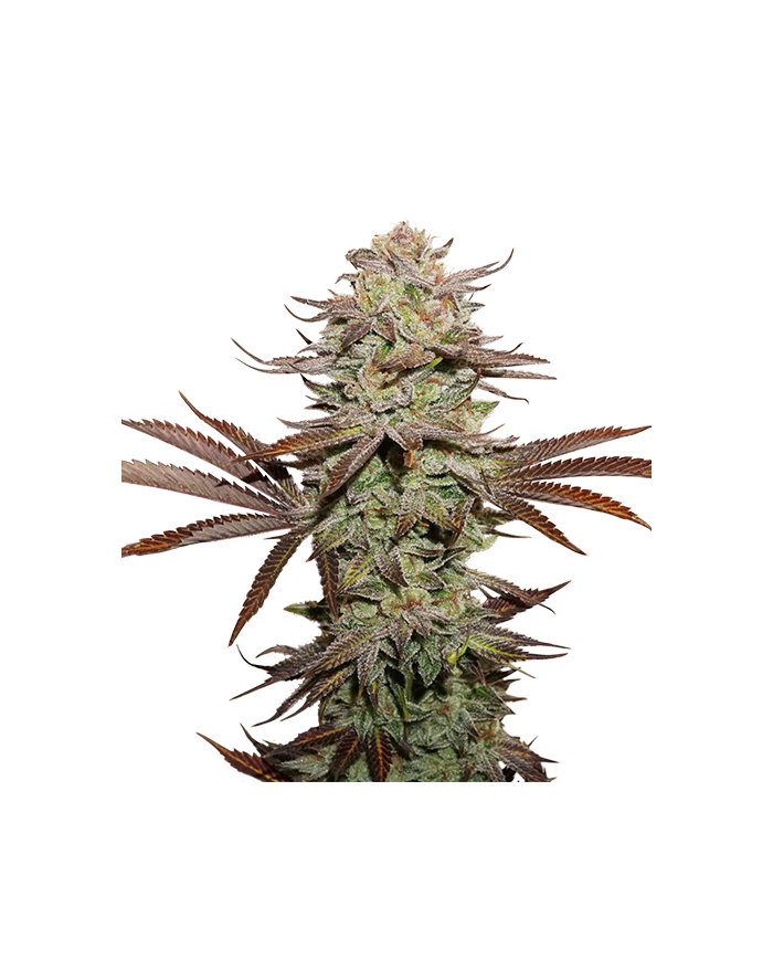 STICKY FINGERS (3U) - SEED STOCKERS