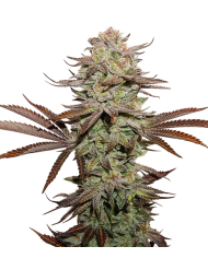 STICKY FINGERS (3U) - SEED STOCKERS