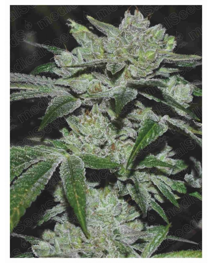 SOUR GLUE (3U) - MEDICAL SEEDS
