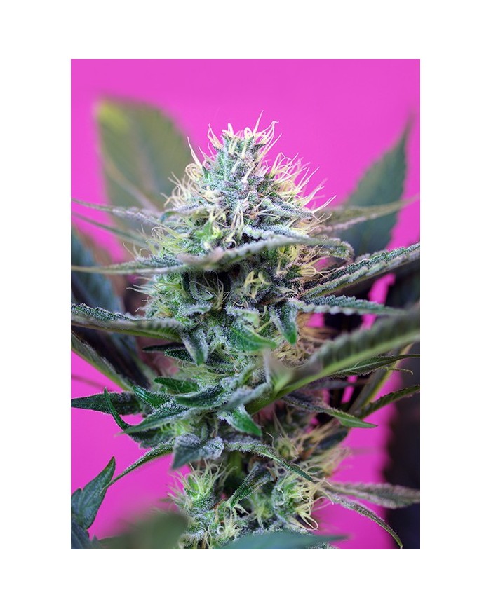 + SPEED AUTO %283U+1%29 - SWEET SEEDS