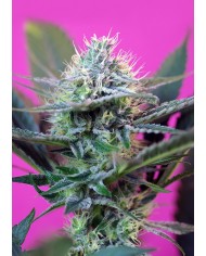 + SPEED AUTO %283U+1%29 - SWEET SEEDS