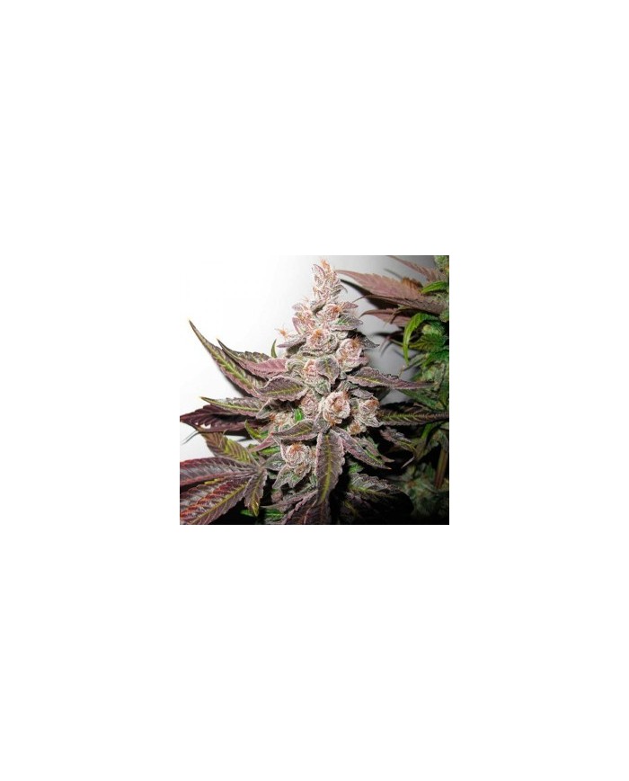 BLUEHELL AUTO (3U) - MEDICAL SEEDS