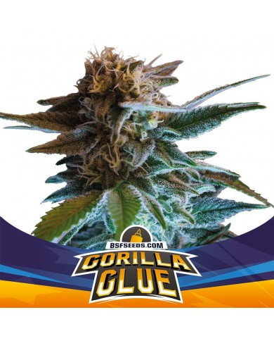 GORILLA GLUE AUTO (12U) - BSF SEEDS