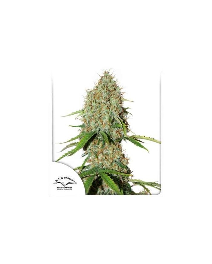 AUTO BROOKLYN SUNRISE (3U) - DUTCH PASSION