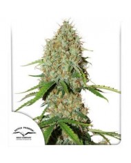MOROCCO BELDIA KIF (5U) - ACE SEEDS