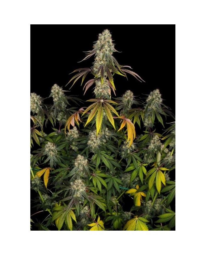FRENCH COOKIES (2U) - TH SEEDS