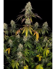 FRENCH COOKIES (2U) - TH SEEDS