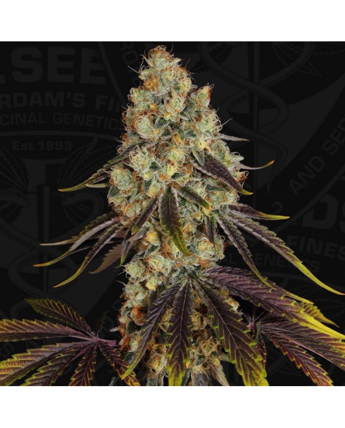 FRENCH COOKIES (2U) - TH SEEDS