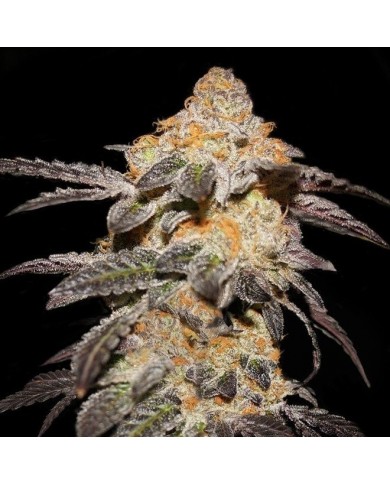 FRENCH COOKIES (2U) - TH SEEDS