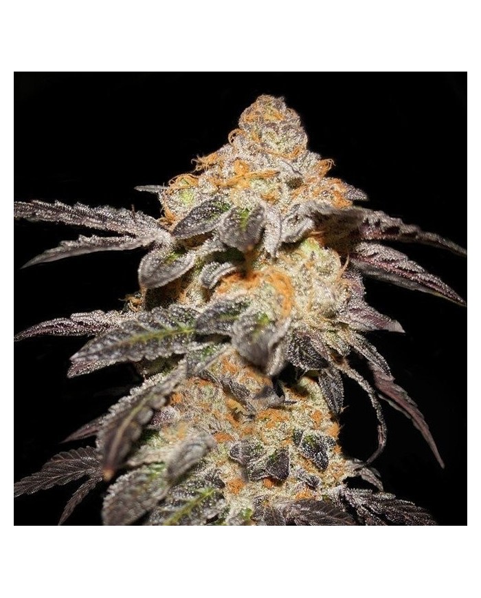 FRENCH COOKIES (2U) - TH SEEDS