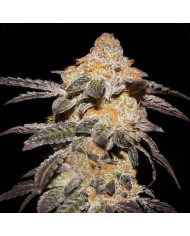 FRENCH COOKIES (2U) - TH SEEDS