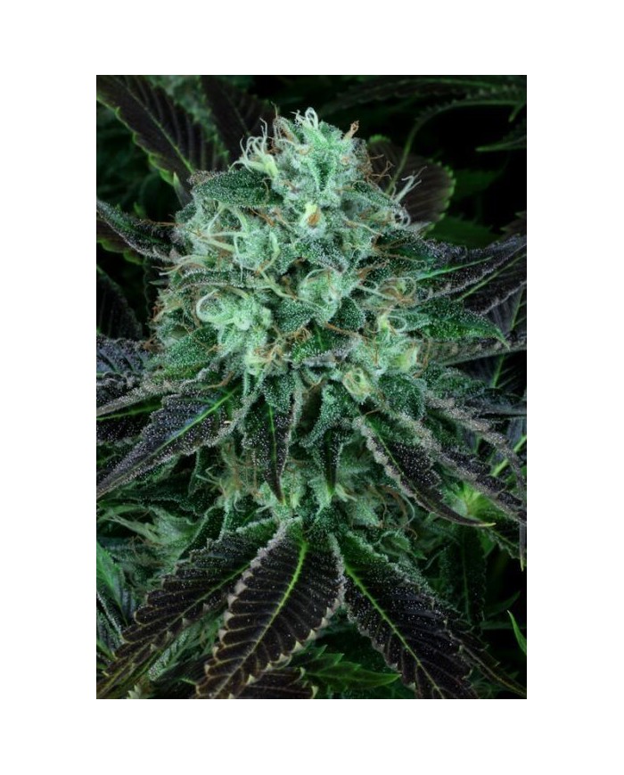 DARKSTAR (2U) - TH SEEDS