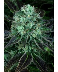 DARKSTAR (2U) - TH SEEDS
