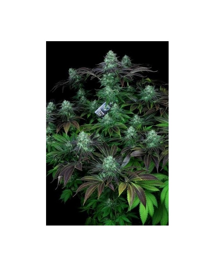DARKSTAR (2U) - TH SEEDS